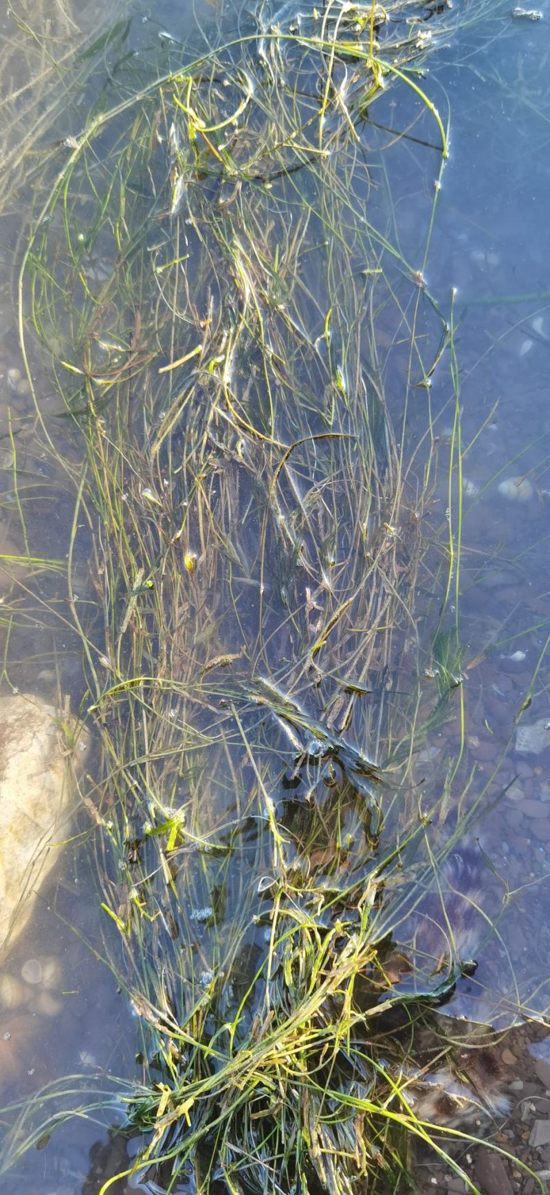 微齿眼子菜微山湖水生植物