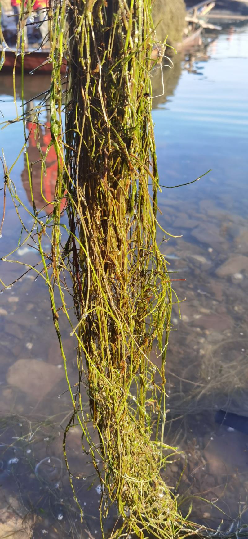 微齿眼子菜微山湖水生植物