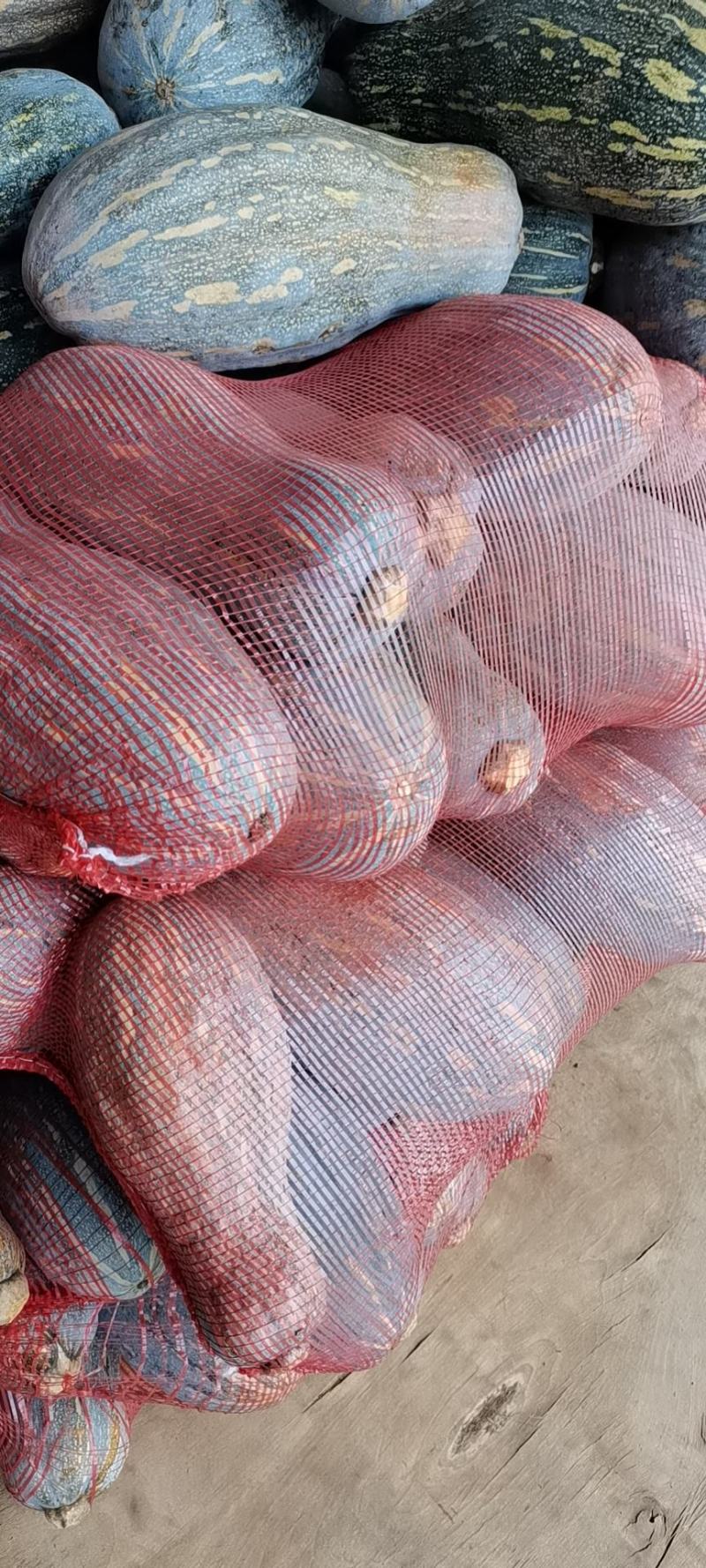弥勒市精品蜜本蜜粉南瓜大量上市基地直发一手货源可视频看货