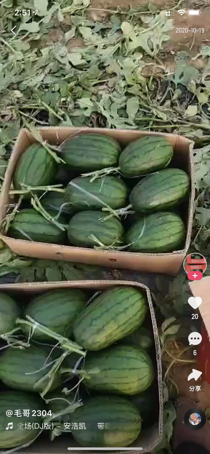 礼品小西瓜大量上市了、质量好、适合各大城市地区批发零售