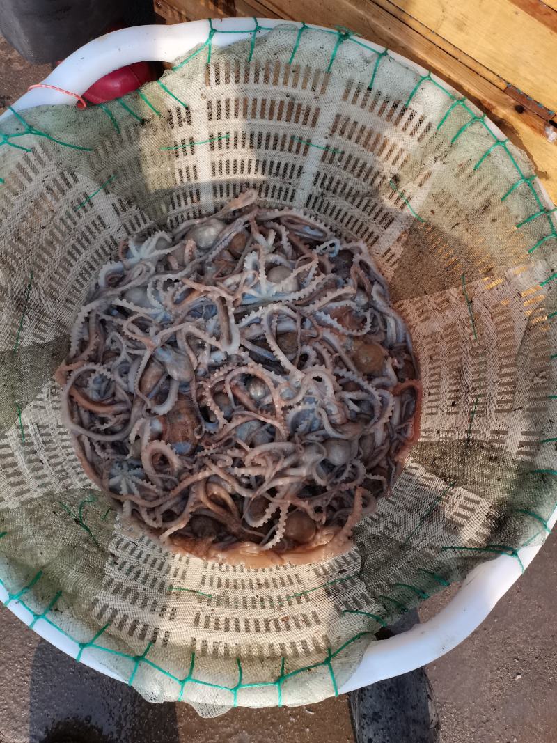 长腿八爪鱼，质量优，不泡水，鲜活速冻独立小包装。