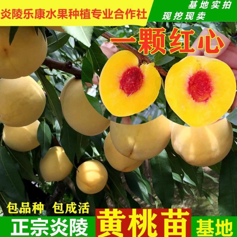 黄桃苗优质炎陵黄桃树苗包品种提供技术服务早中晚熟水果苗等