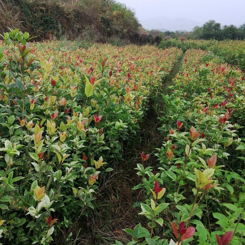 【热卖】桂花苗四季桂金桂丹桂湖北咸宁桂花树苗