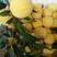 黄桃苗优质黄桃树苗包品种提供技术服务黄桃树苗