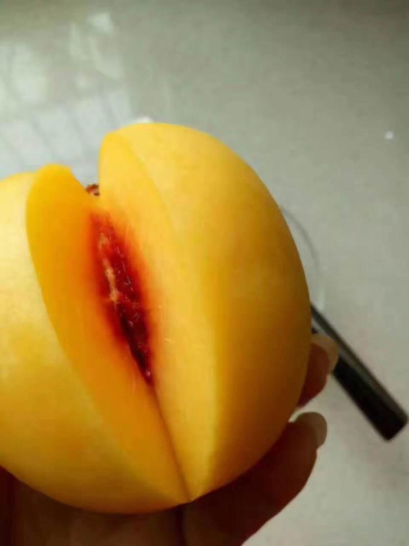 黄桃苗优质黄桃树苗包品种提供技术服务黄桃树苗