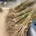 黄桃苗优质炎陵黄桃树苗包品种提供技术服务早中晚熟水果苗等