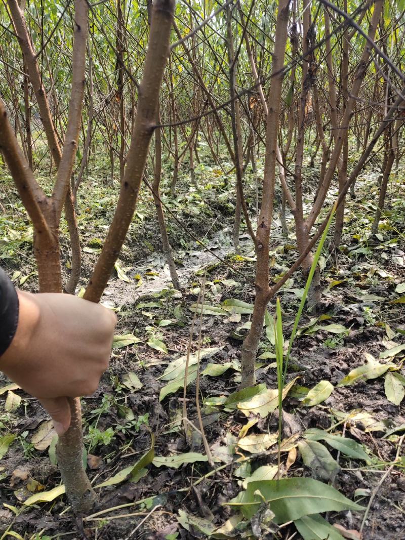 黄桃苗优质炎陵黄桃树苗包品种提供技术服务早中晚熟水果苗等