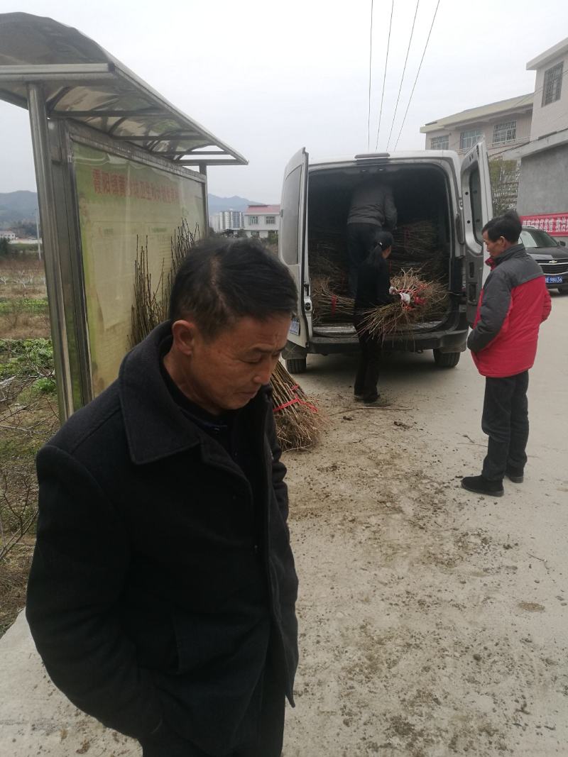 黄桃苗优质炎陵黄桃树苗包品种提供技术服务早中晚熟水果苗等