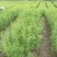 黄桃苗优质炎陵黄桃树苗包品种提供技术服务早中晚熟水果苗等