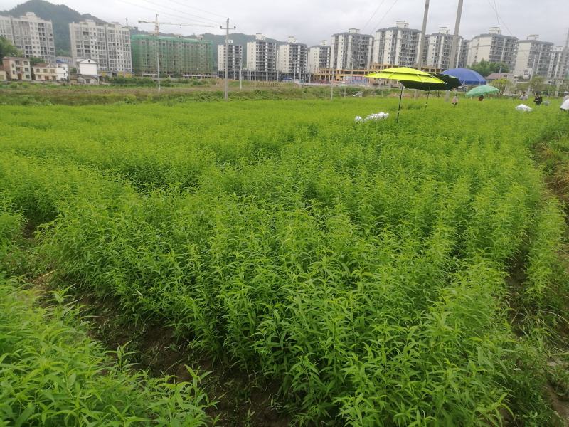 黄桃苗优质炎陵黄桃树苗包品种提供技术服务早中晚熟水果苗等