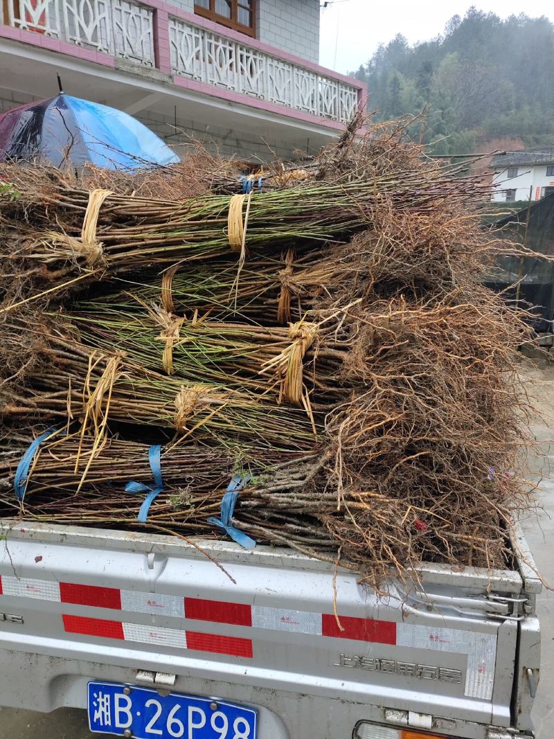 黄桃苗优质炎陵黄桃树苗包品种提供技术服务早中晚熟水果苗等