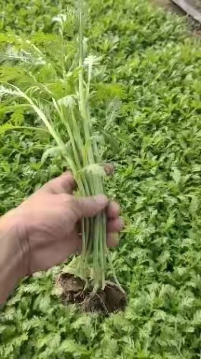山东维坊精品筒篙，规格齐全产地直销量大从优欢迎联系