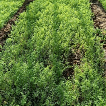 河北沧州市青县茴香大量上市，大棚种植！