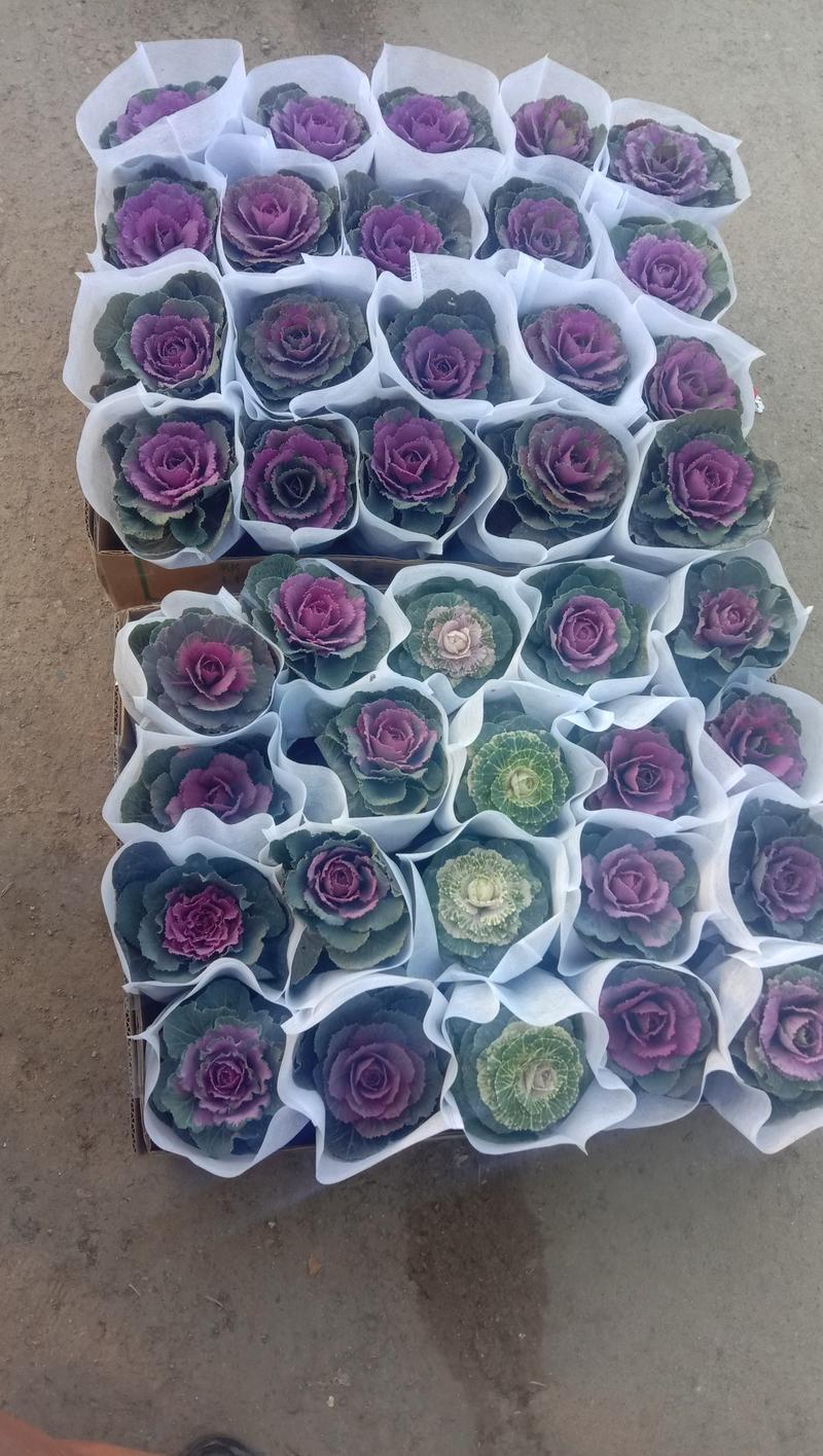 七彩冬雪玫瑰，山东青州，大量有货，物流直发，欢迎咨询选购