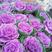 七彩冬雪玫瑰，山东青州，大量有货，物流直发，欢迎咨询选购