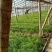 河北沧州市青县茴香大量上市，大棚种植！