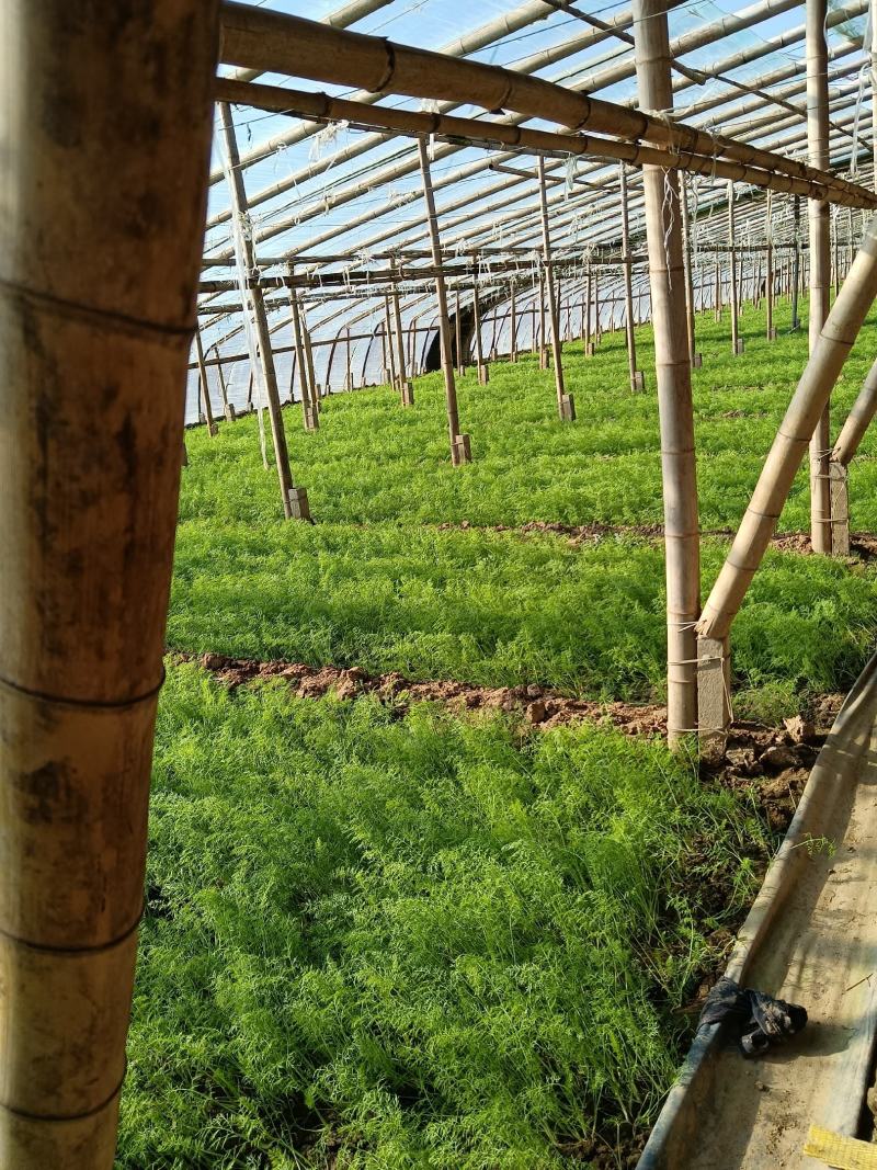 河北沧州市青县茴香大量上市，大棚种植！
