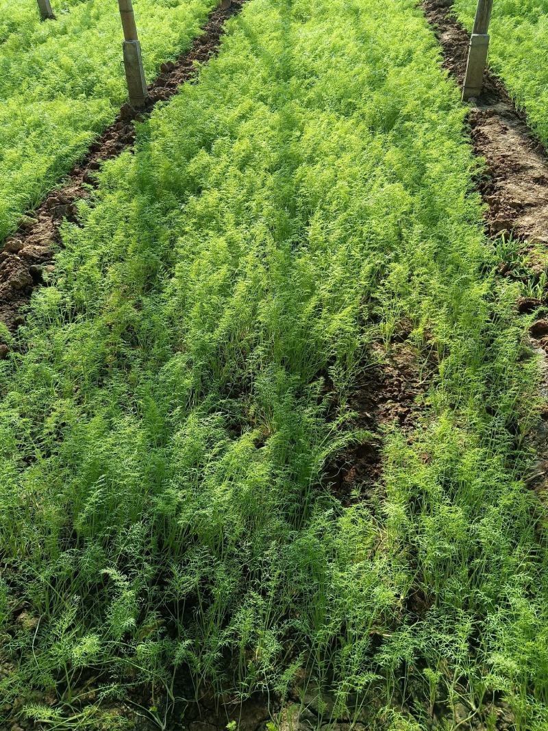 河北沧州市青县茴香大量上市，大棚种植！