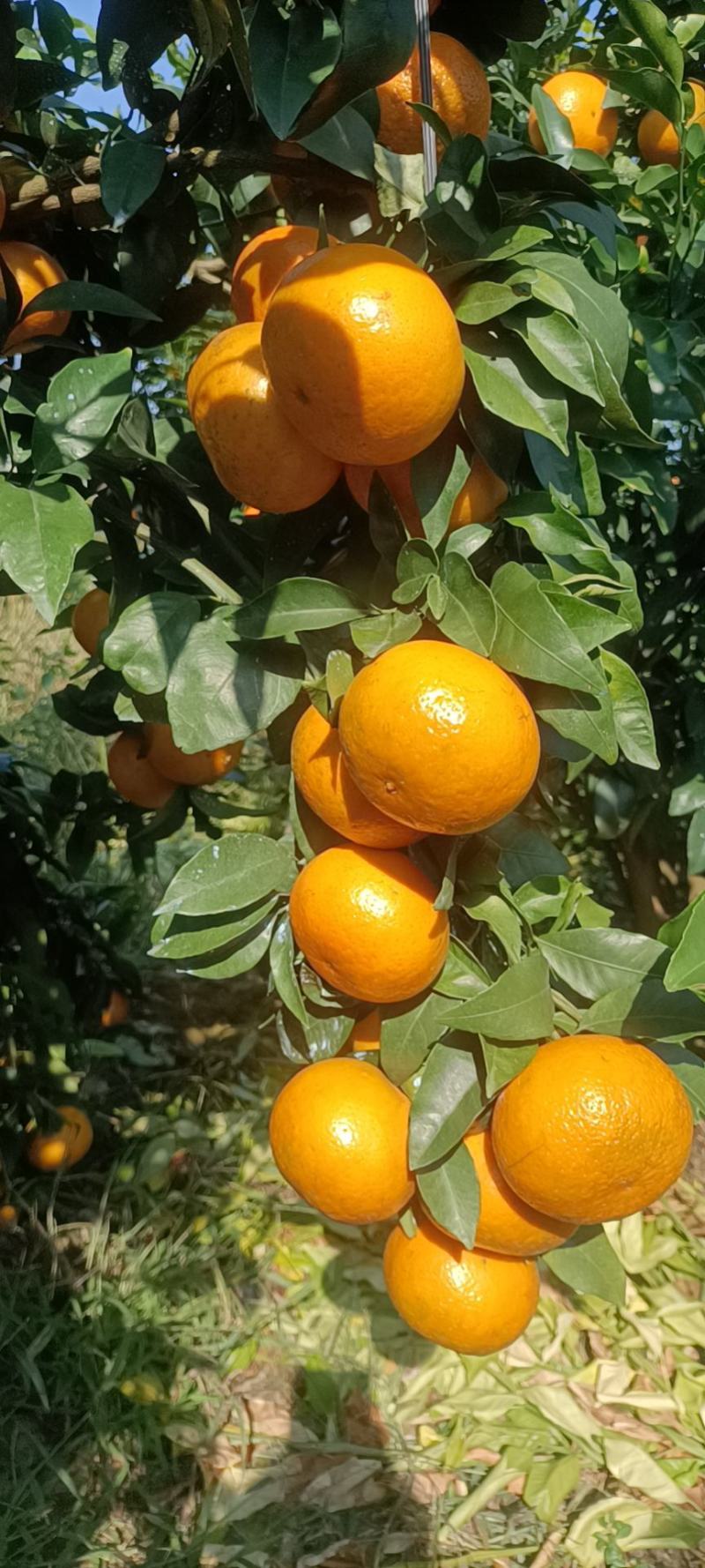 沃柑