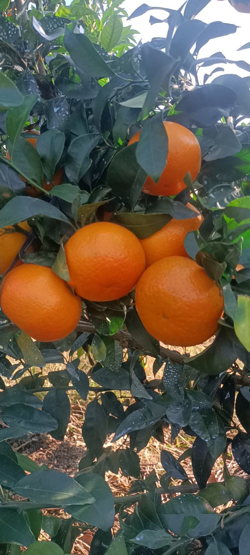 沃柑