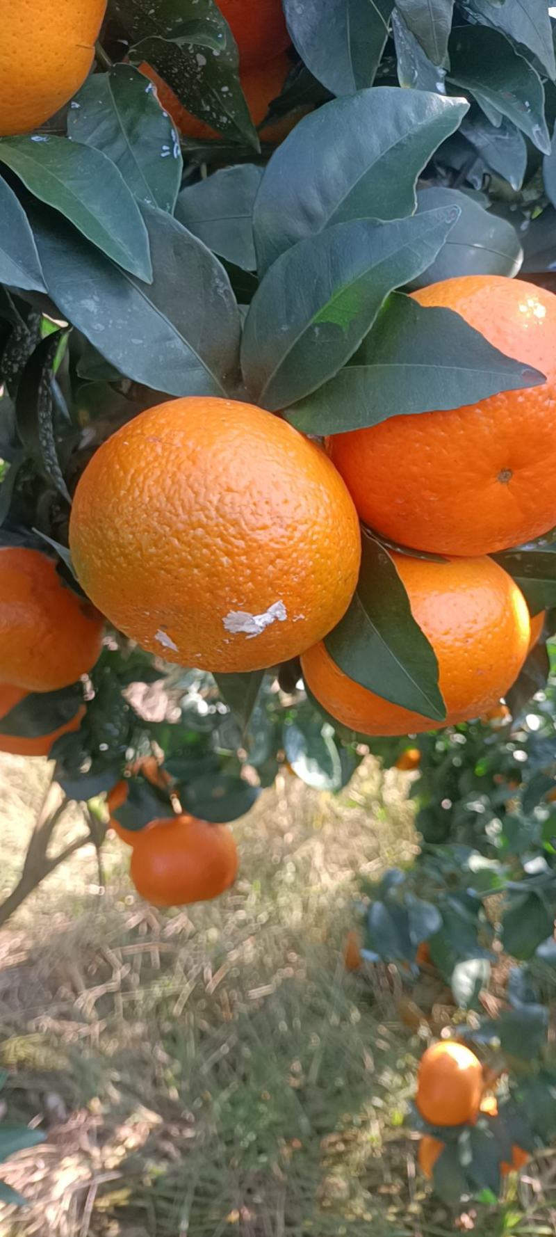 沃柑