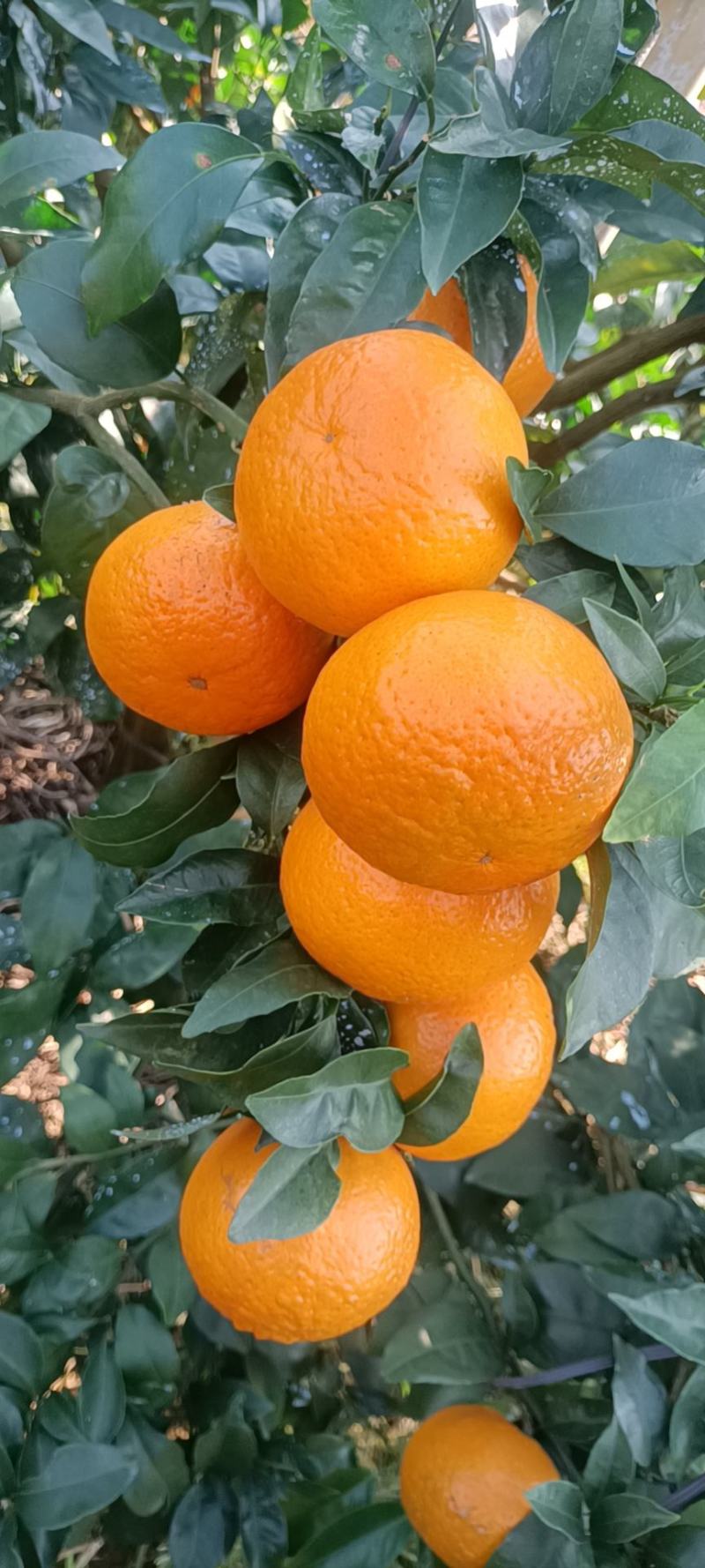 沃柑