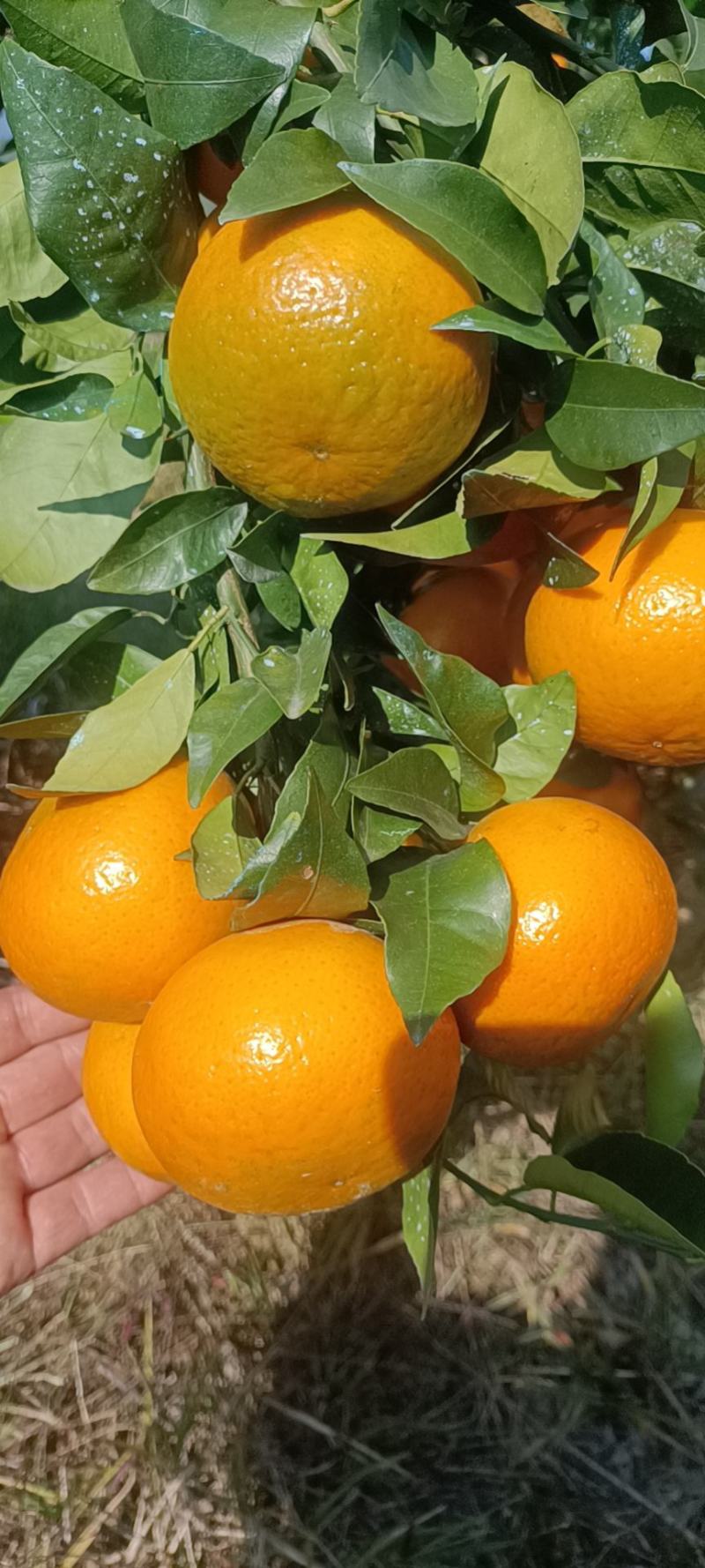 沃柑
