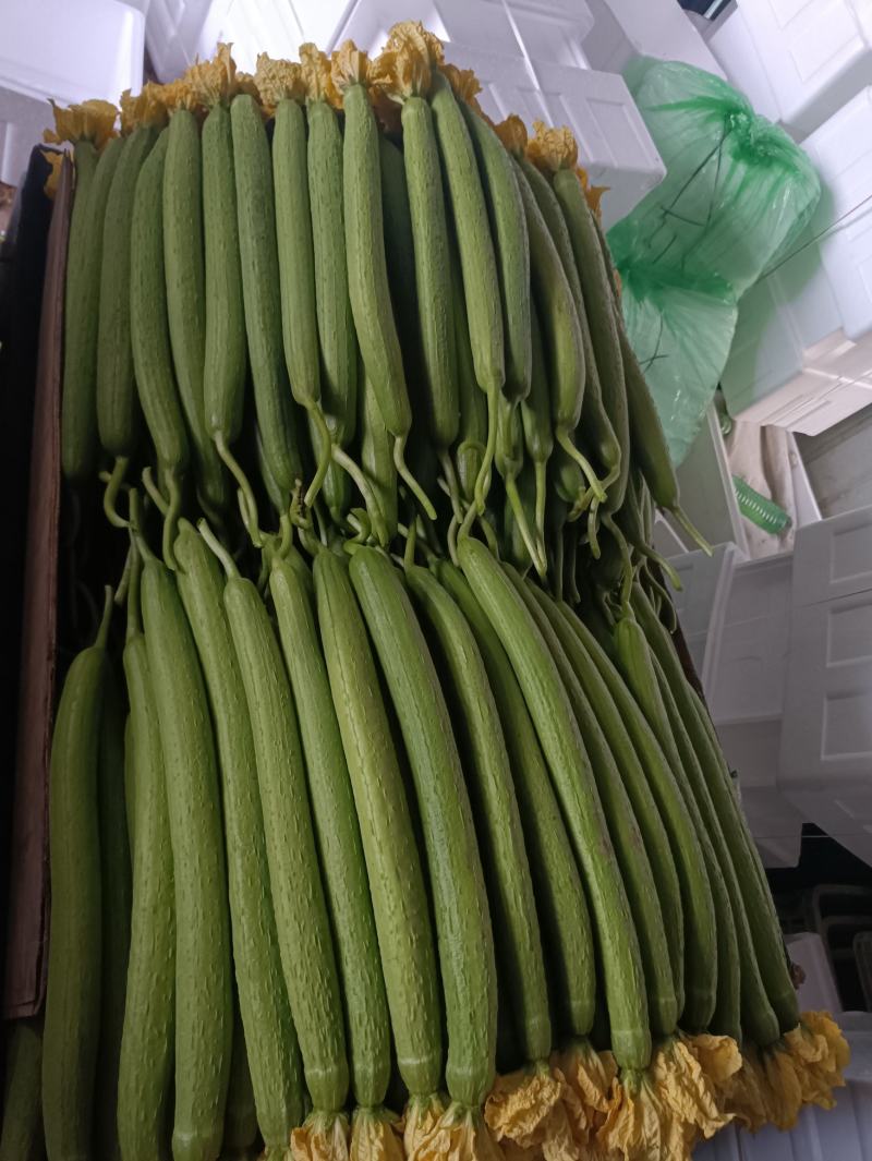 精品通货鲜花丝瓜