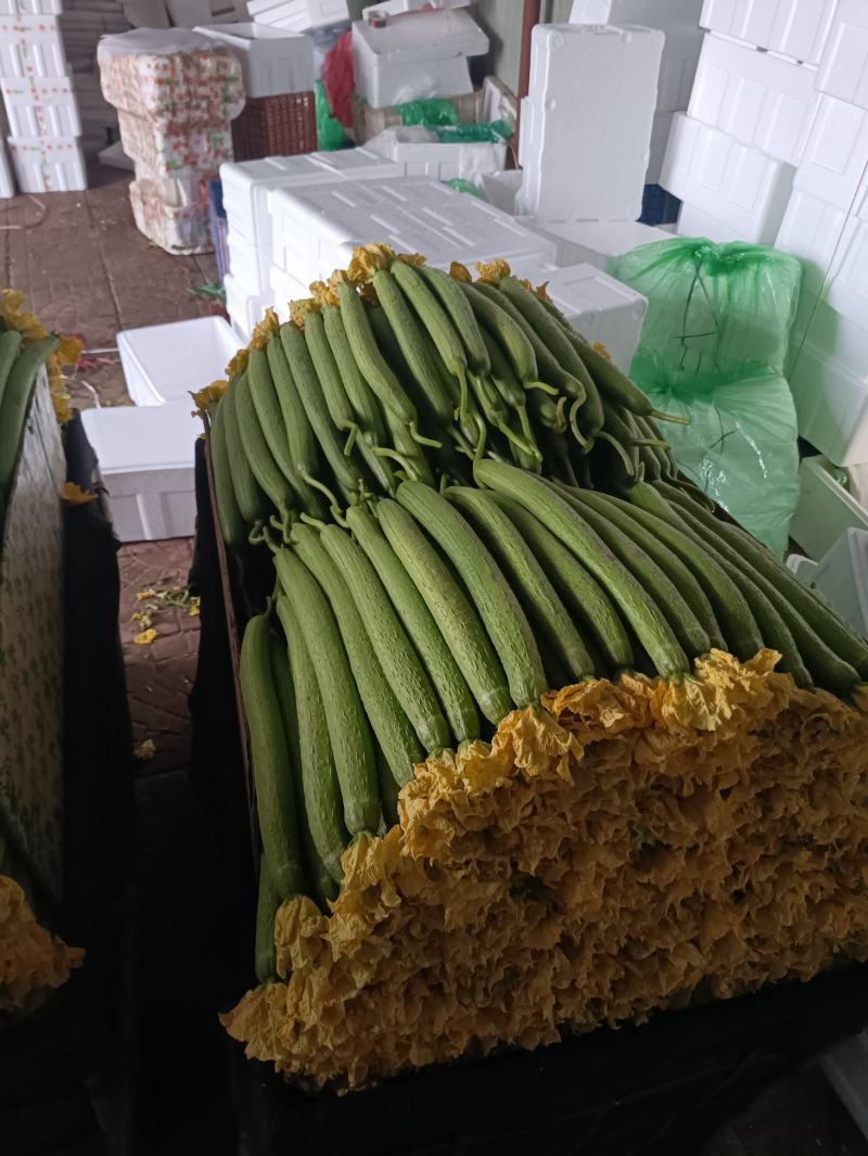 精品通货鲜花丝瓜