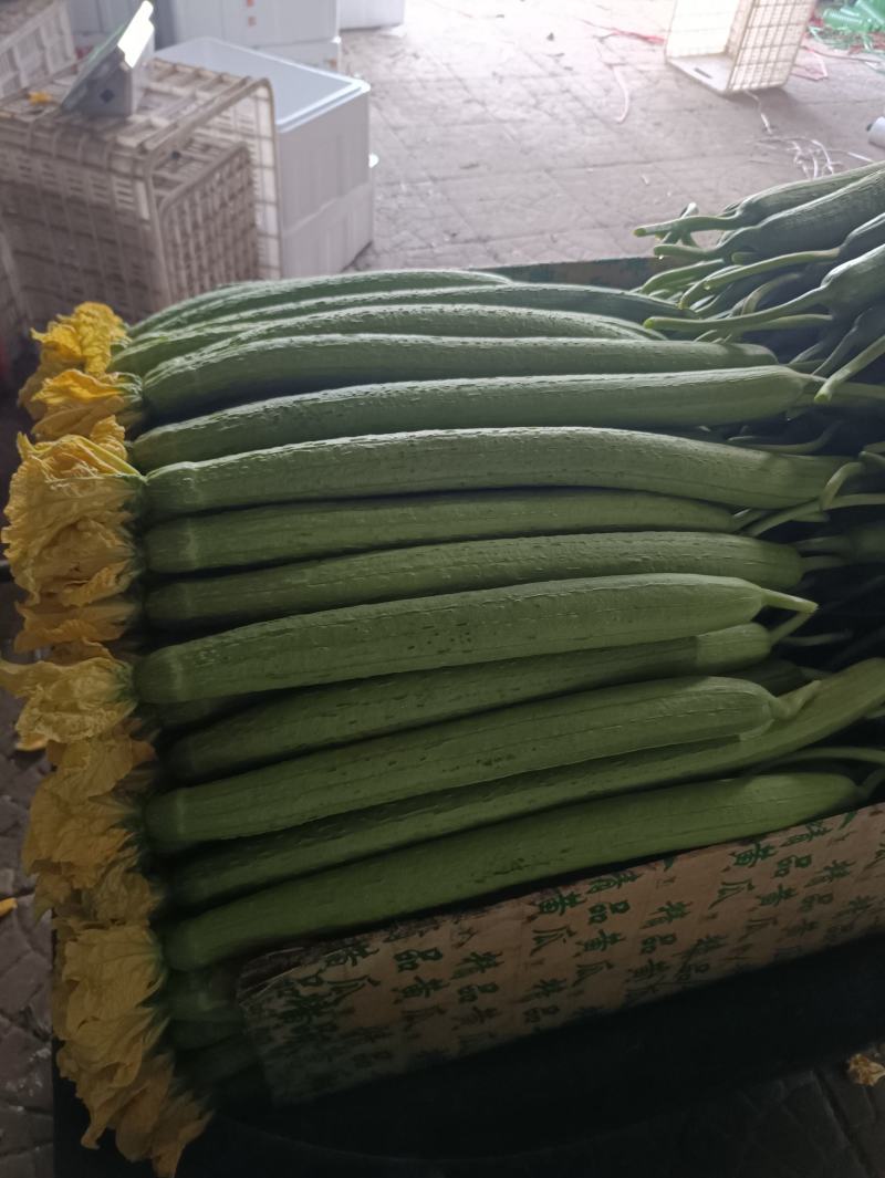 精品通货鲜花丝瓜