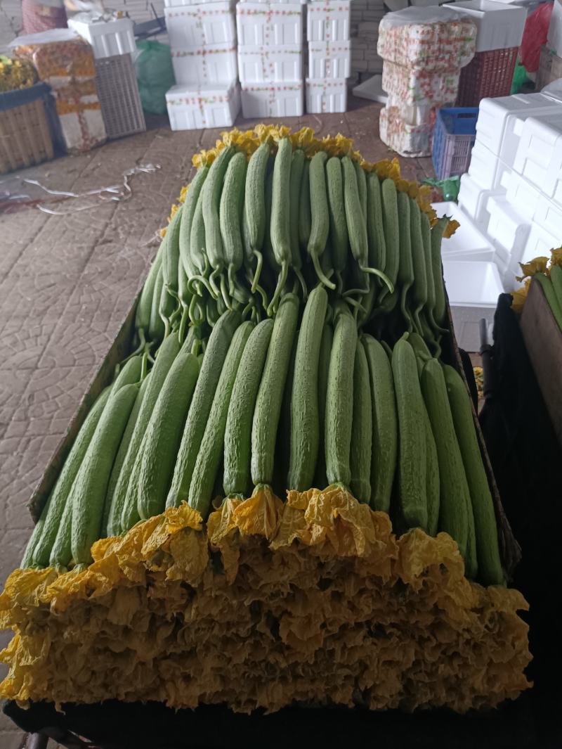 精品通货鲜花丝瓜