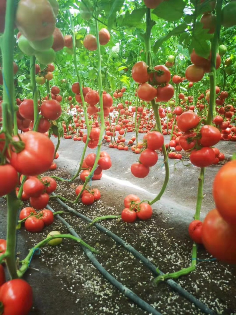 西红柿草莓西红柿山东草莓西红柿基地直供量大从优