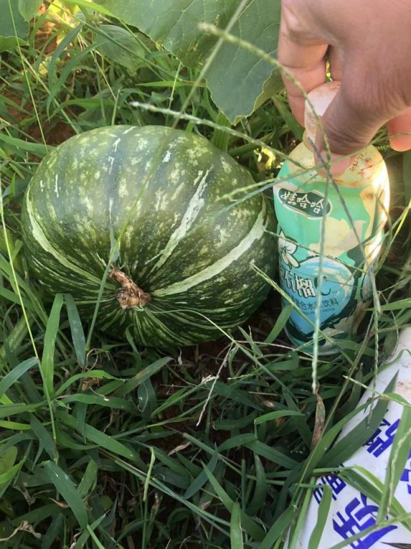 徐闻县精品板栗南瓜，贝贝南瓜，全国代发，诚信经营。