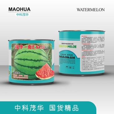 茂华南汇8424西瓜种子，薄皮粉红瓤，甜度14，脆甜爽口