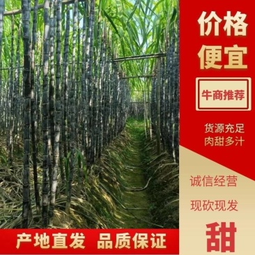 【精品】广东韶关黑皮甘蔗，脆甜多汁【坏单包赔】全国发货~