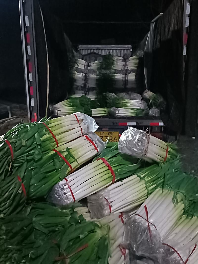 费县铁杆净葱