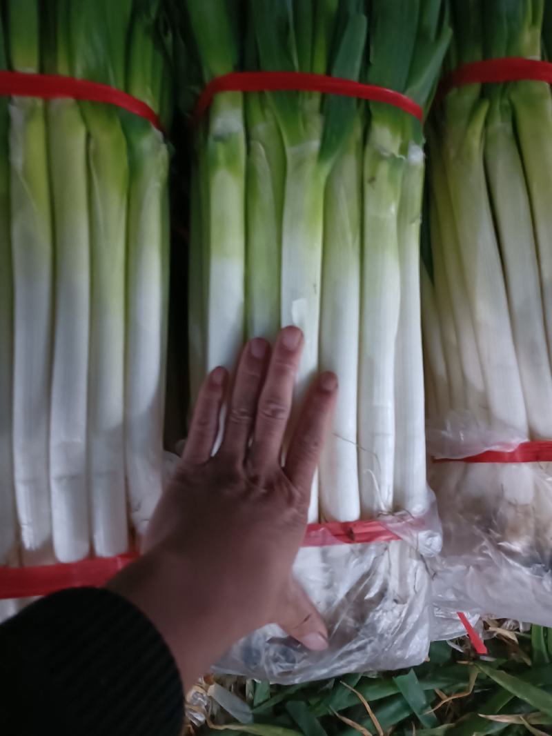 费县铁杆净葱