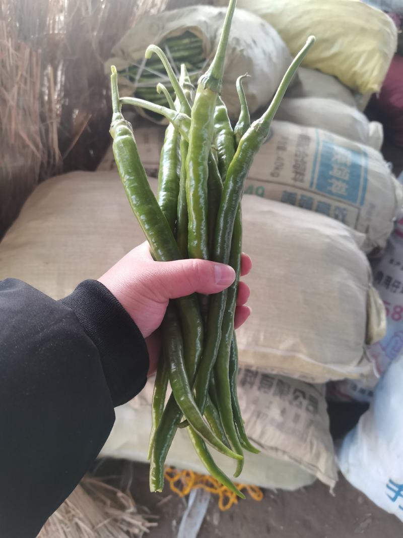 辣椒.鲜辣椒.厚皮辣椒.薄皮辣椒.当天发车