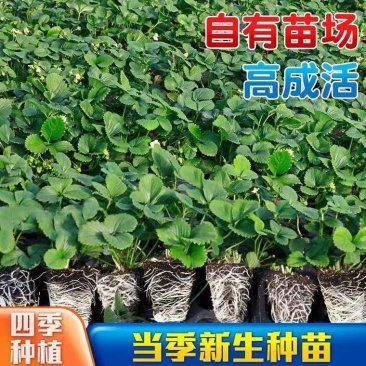 草莓苗