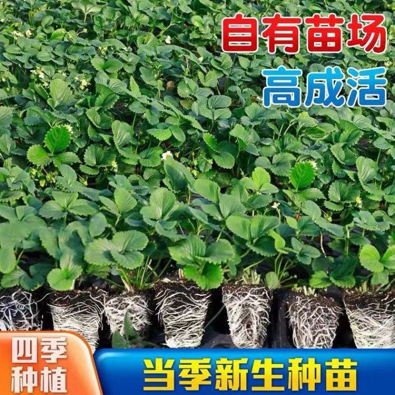 草莓苗