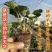 草莓苗