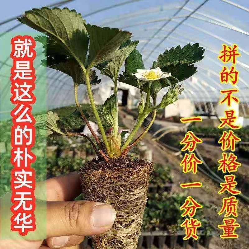 草莓苗