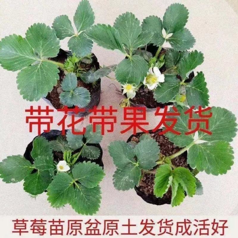 草莓苗