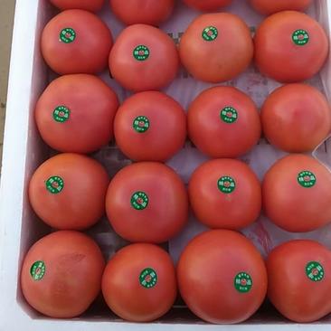 精品硬粉西红柿大量上市中，常年供超市、市场、加工厂……