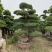 榆树、榆树盆景、造型榆树、总高1.3米宽1米左右