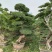 榆树、榆树盆景、造型榆树、总高1.3米宽1米左右