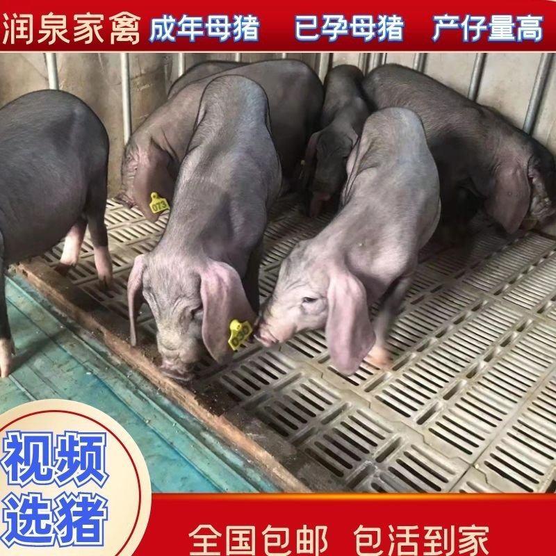 【包运输】原种太湖母猪，品种纯正，产子大王，成活率高