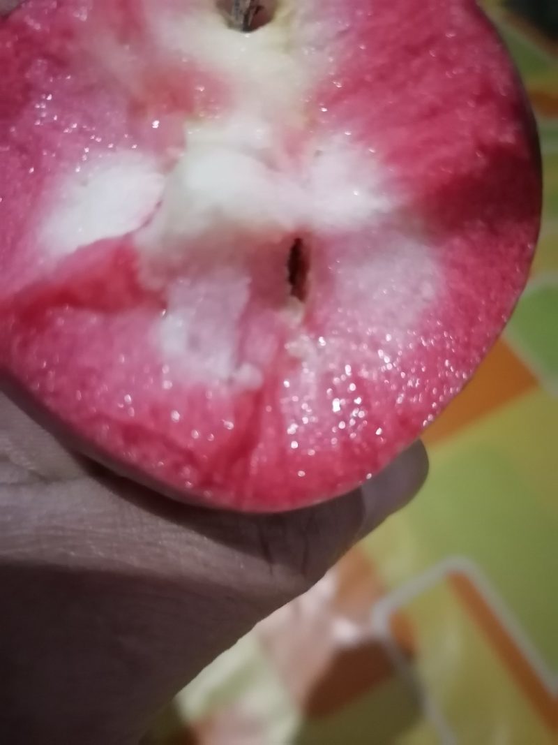 红色之爱119-06产自辽宁丹东，红色之爱苹果里外全红。