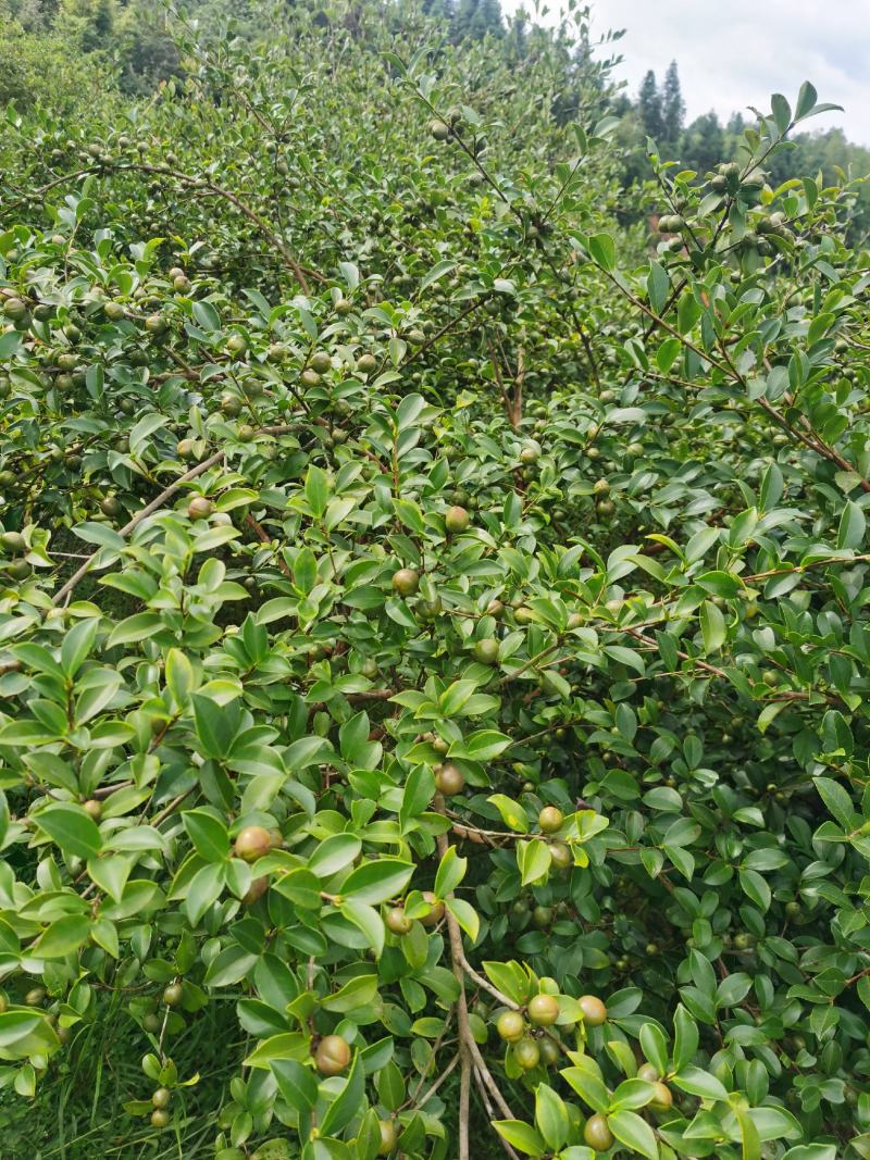 纯正野茶籽油农家自榨山茶油婴儿可护肤月子孕妇可食用油土茶