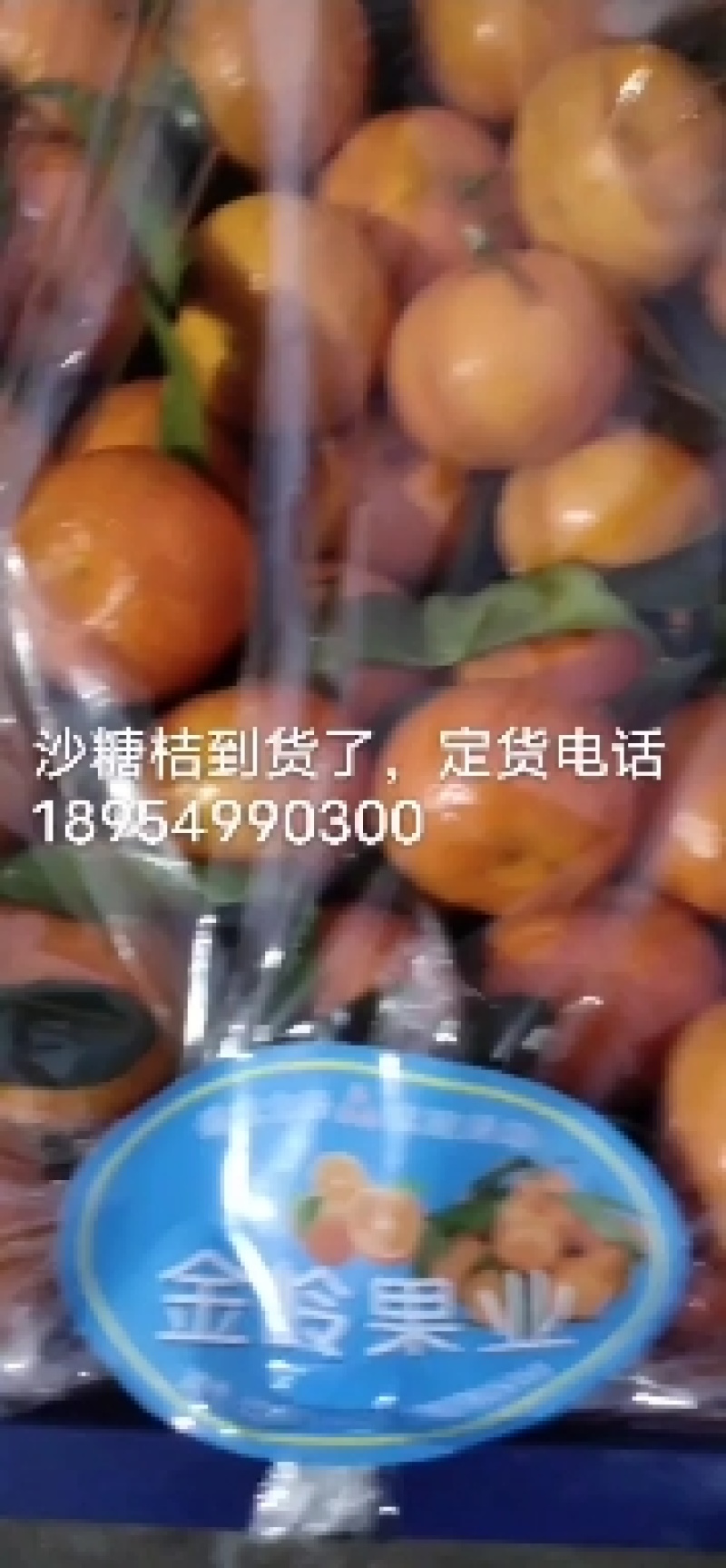 橘子